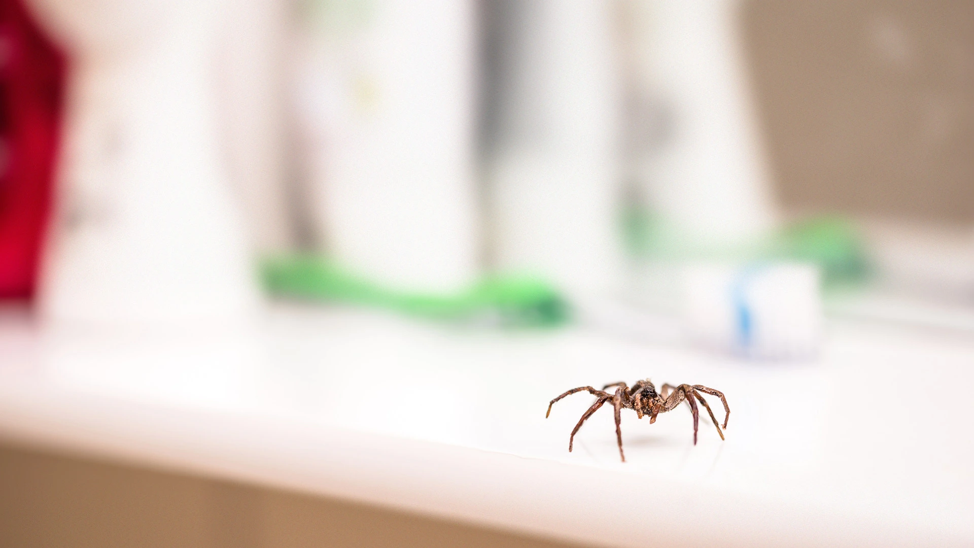 A spider found crawling inside of a home in Westerville, OH.