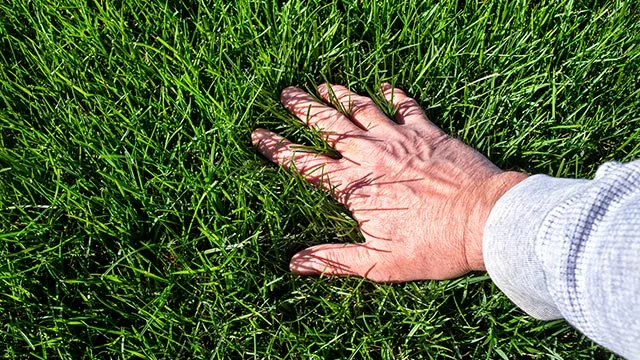 Hands feeling healthy lawn in Ohio.