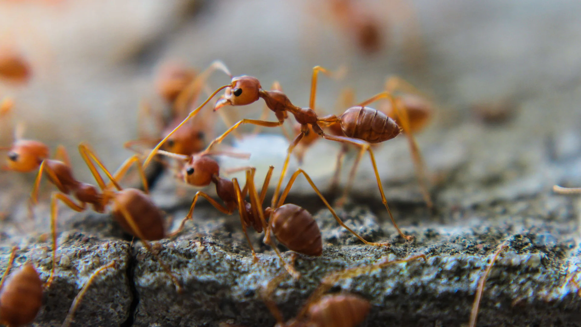 Ant infestation found in a client's property in Columbus, OH.