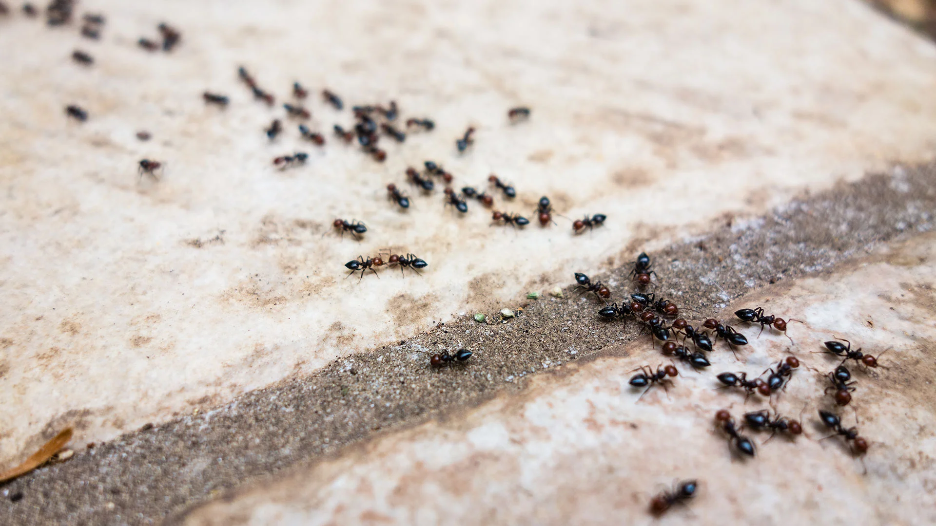 3 Things to Look for When Hiring a Perimeter Pest Control Company