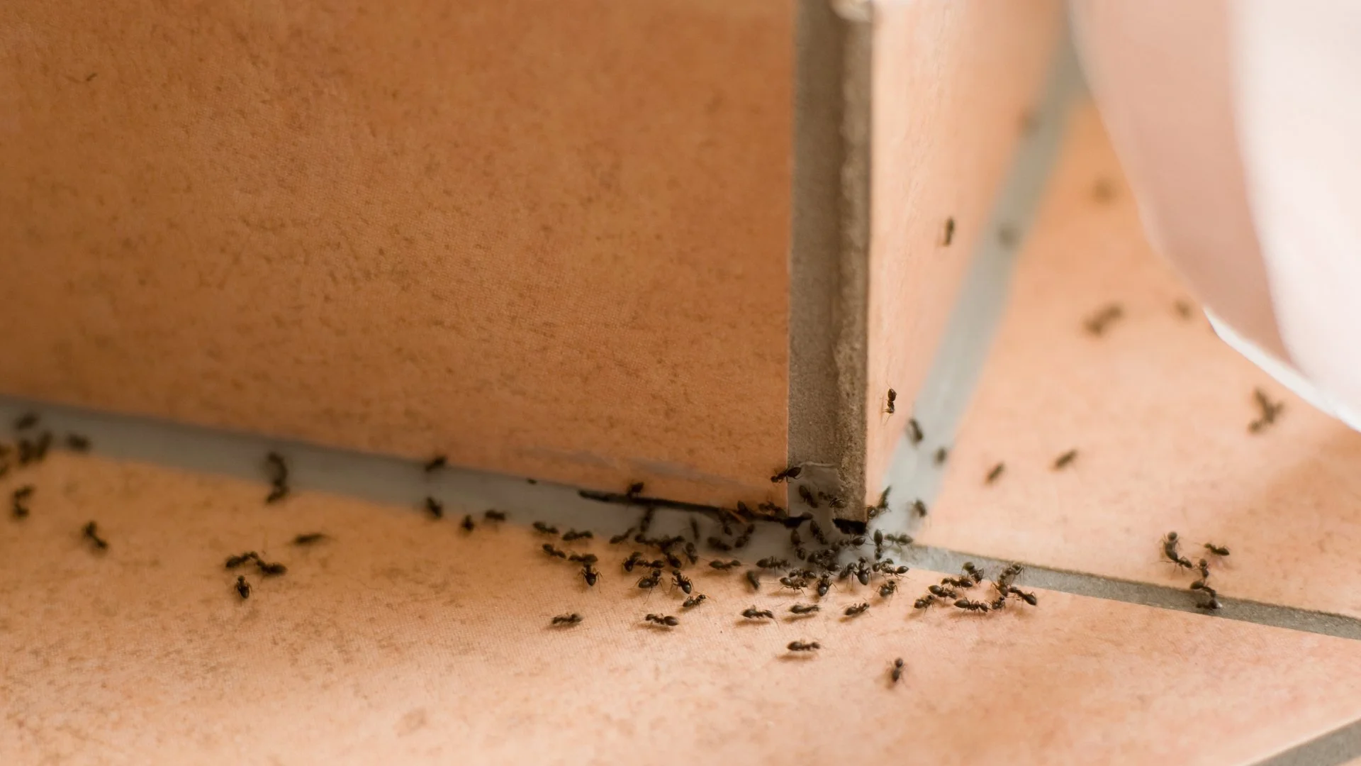 Want to Keep Pests From Invading Your Inside Space? Here's What to Do