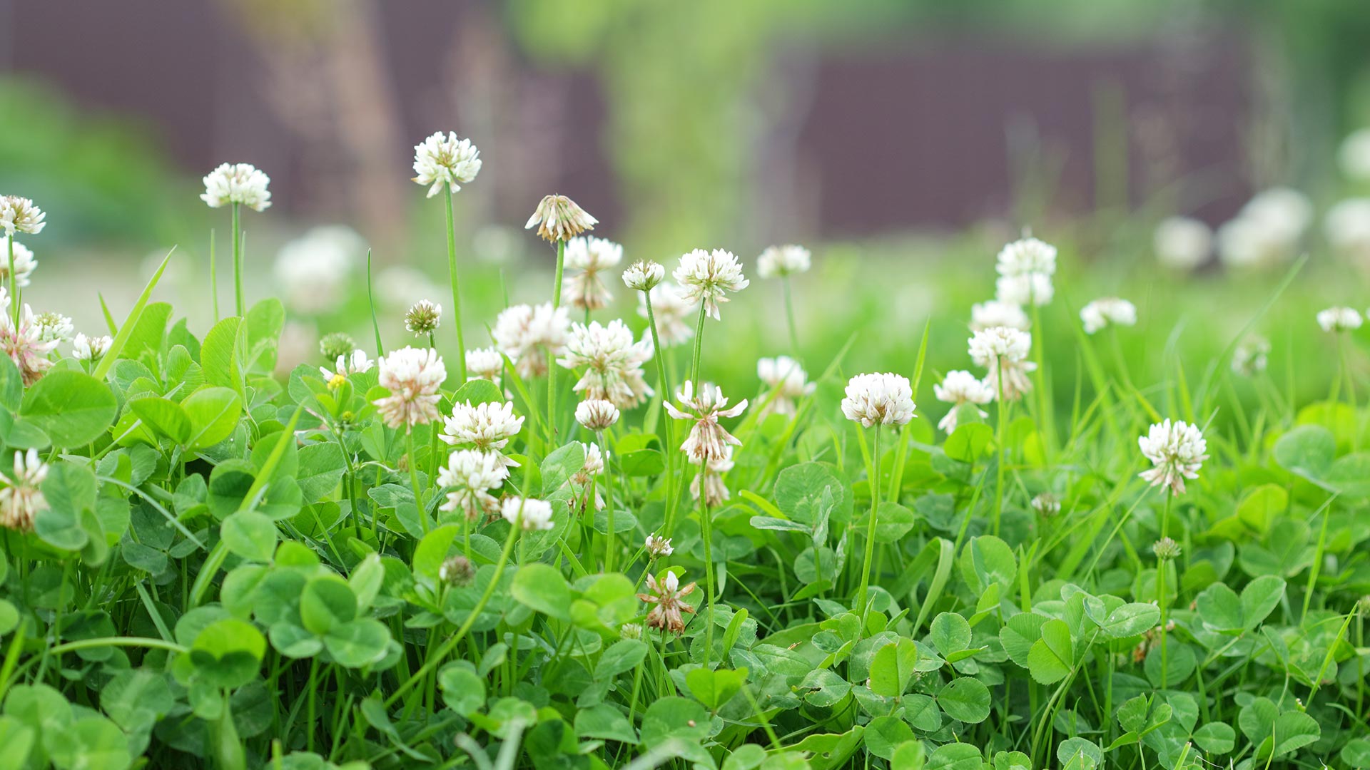 White clover weeds growing in a lawn in Lewis Center, OH.