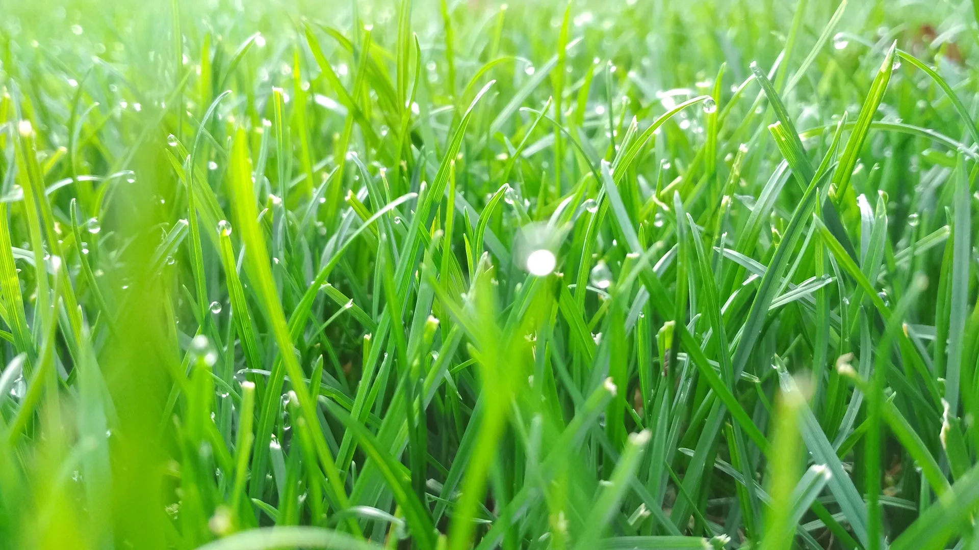 Dew droplets over healthy lawn in Columbus, OH.