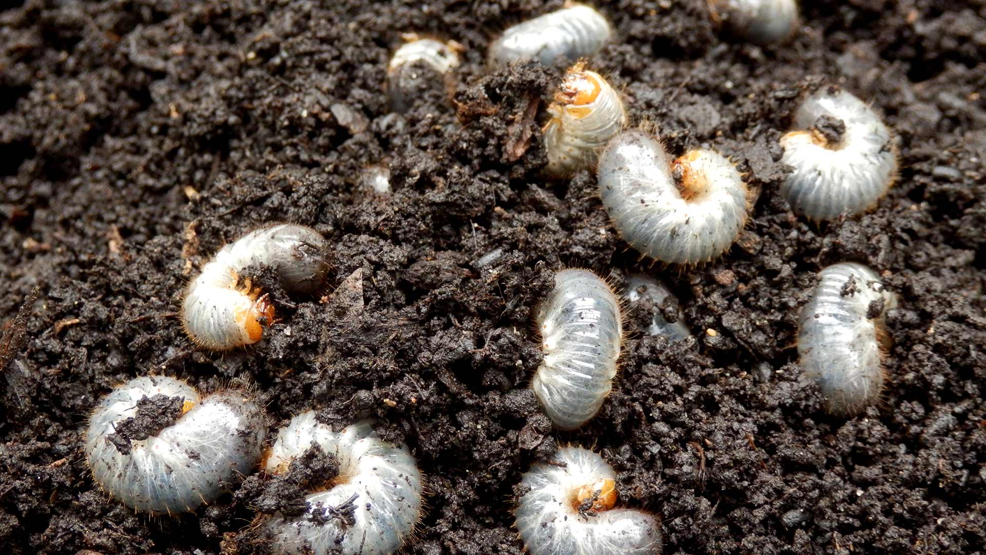 Grubs in the dirt wriggling around in Cleveland, OH and surrounding neighborhoods.