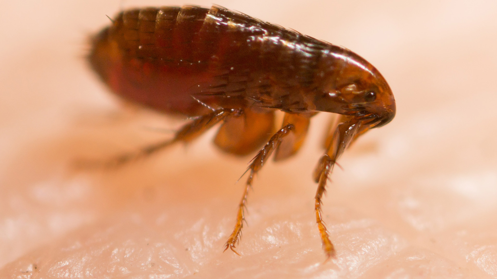 A flea found on a homeowner in Westerville, OH.
