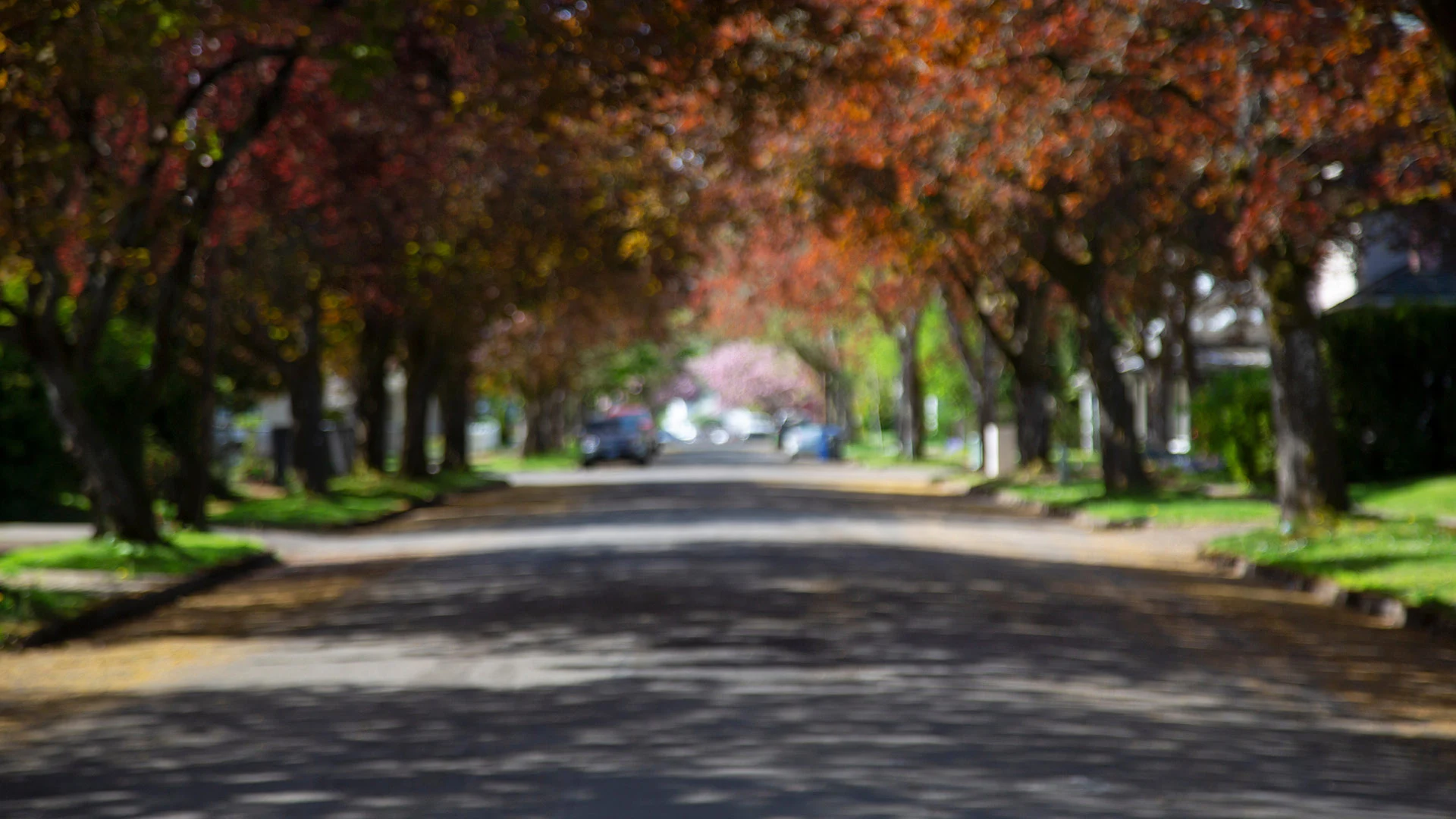 Foliage shown in a neighborhood in Delaware, OH.