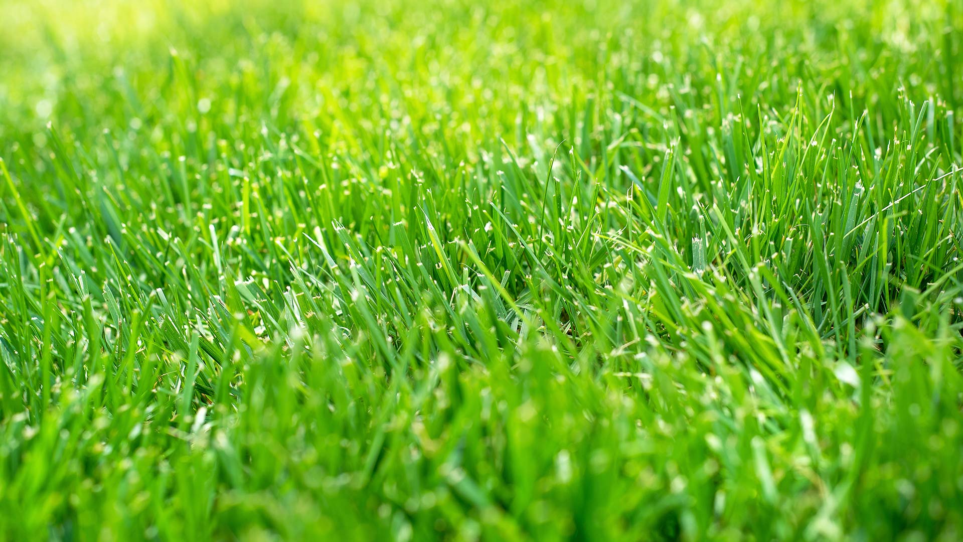Vibrant lawn that has been serviced by Lawn Control Center in Columbus, OH.