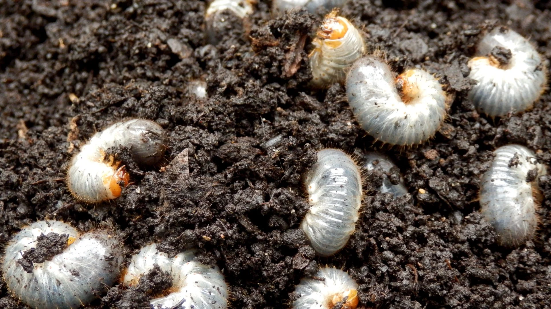 Grubs Are Bad News for Your Lawn - Are You Ready for Them?