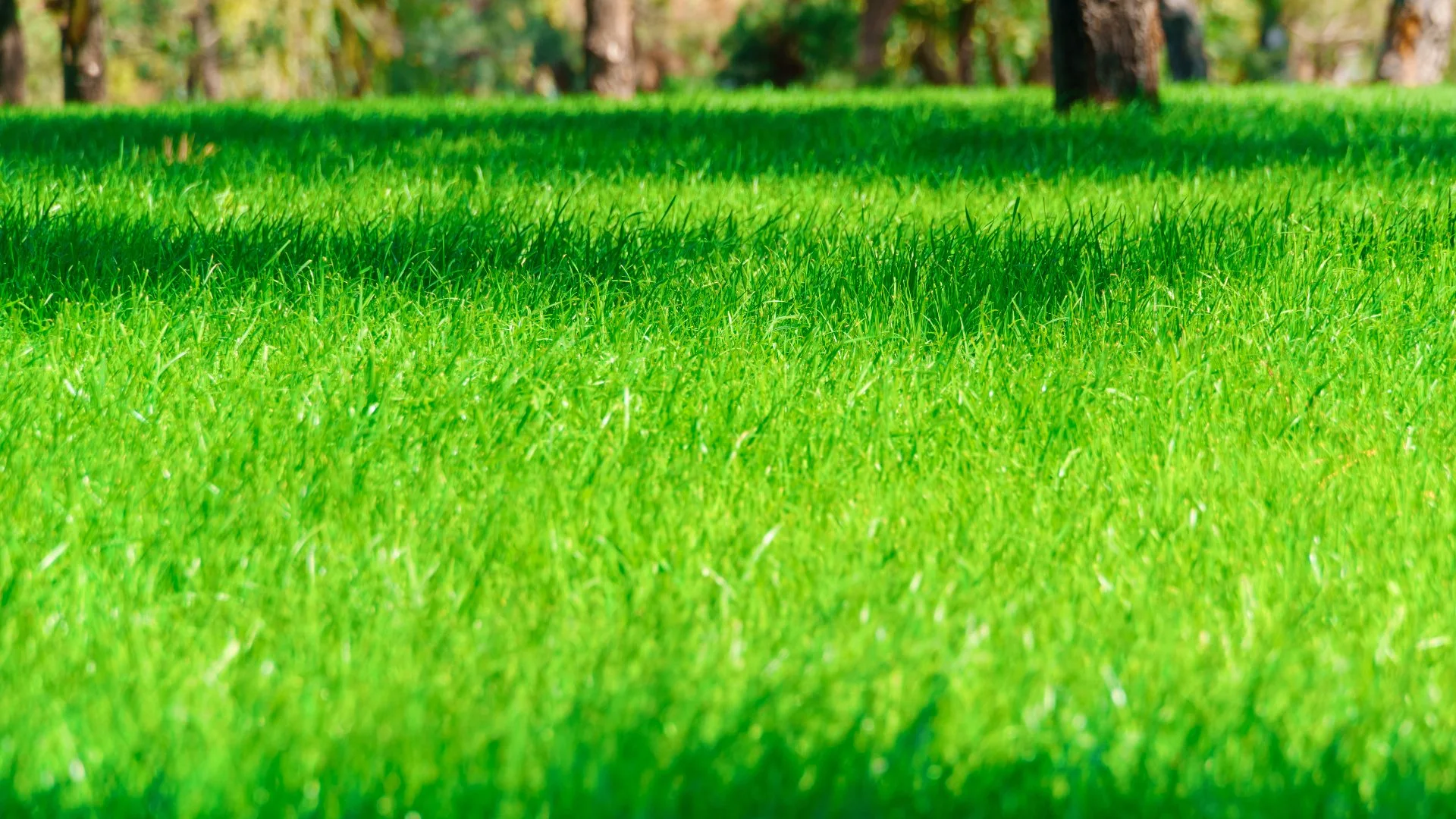 It's Possible to Overfertilize Your Lawn & Result in More Harm Than Good