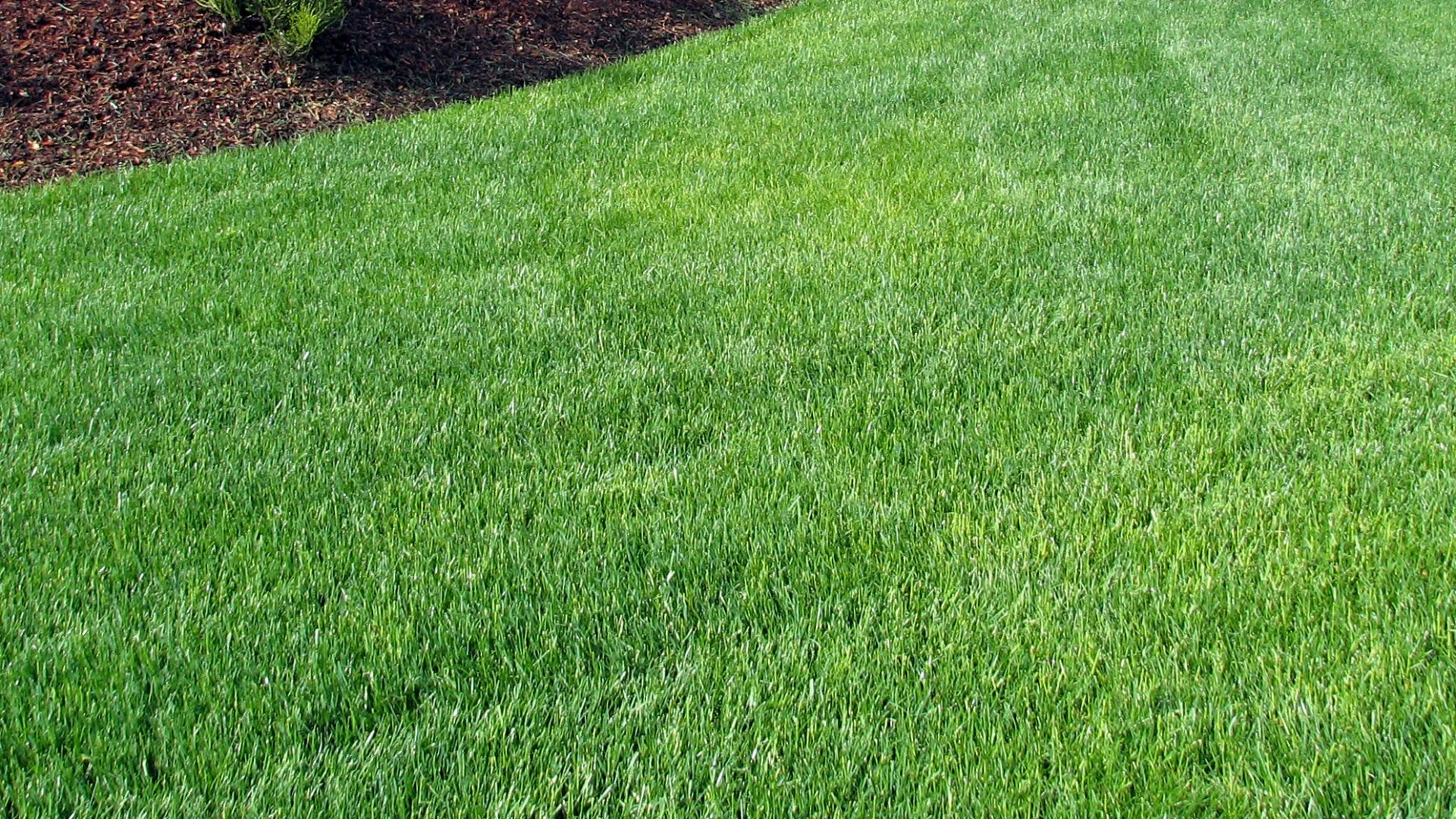 Is It Better to Use Granular or Liquid Fertilizer for Your Lawn in Ohio?