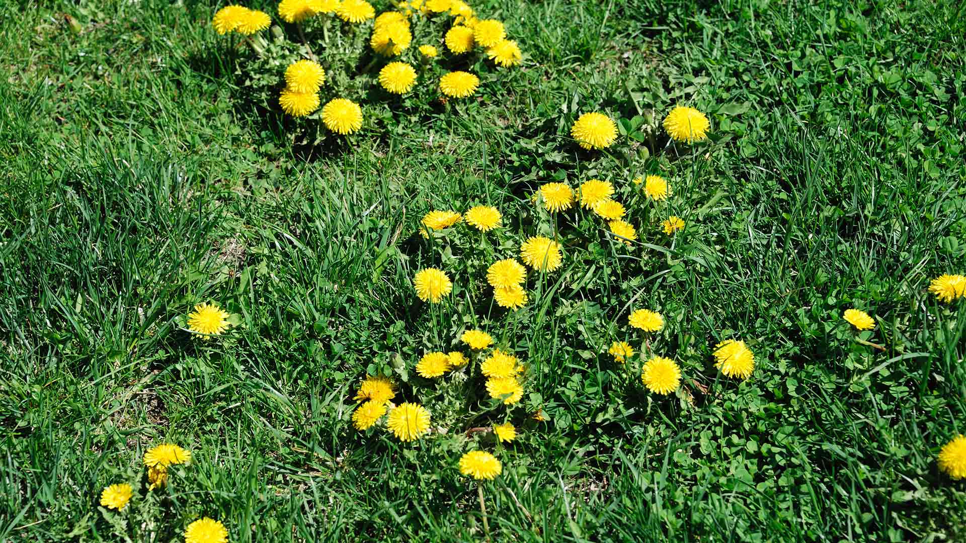 Want a Weed-Free Lawn? You Need to Use Pre- & Post-Emergent Weed Control