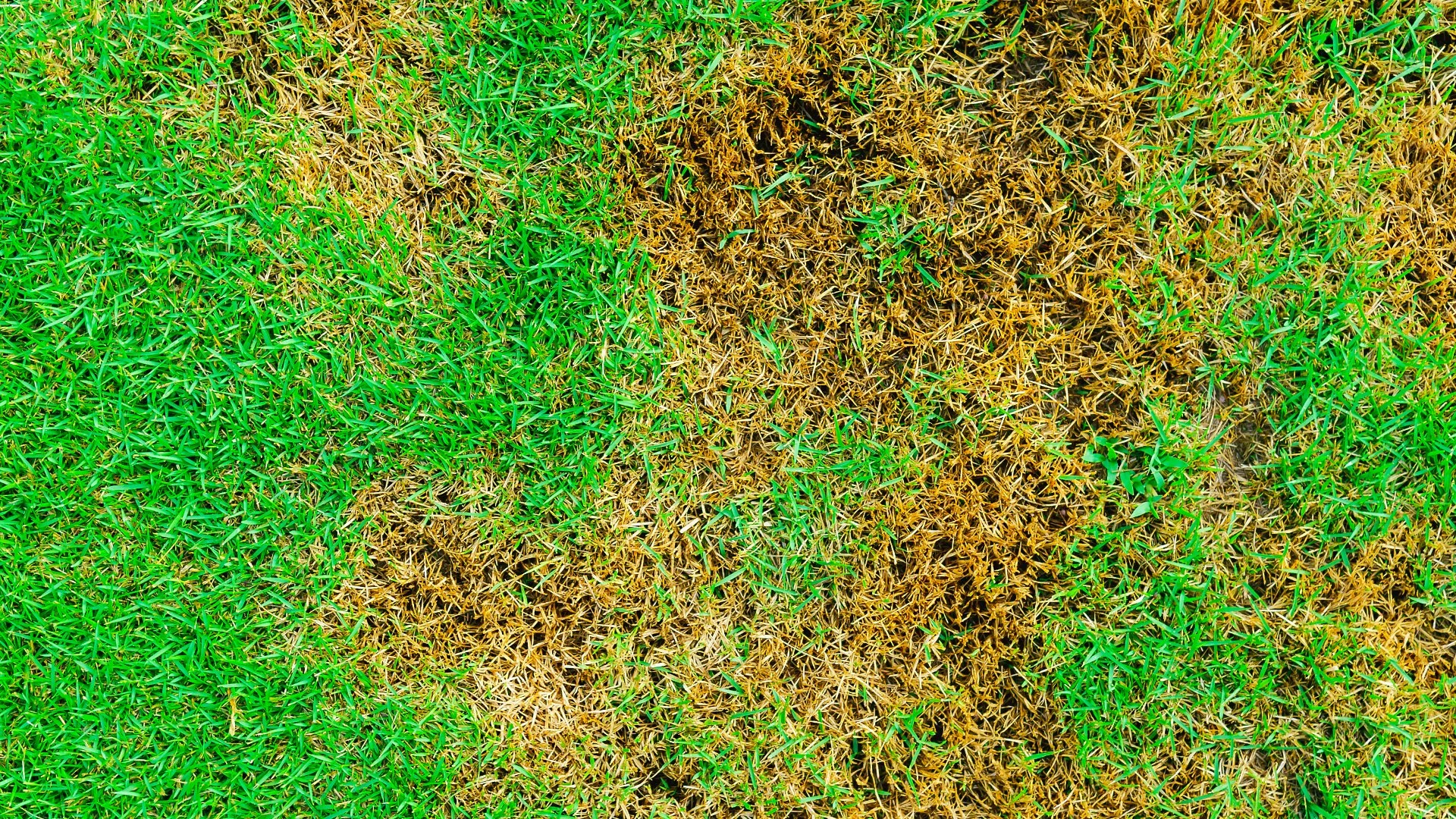 3 of the Most Common Lawn Diseases in Columbus, OH