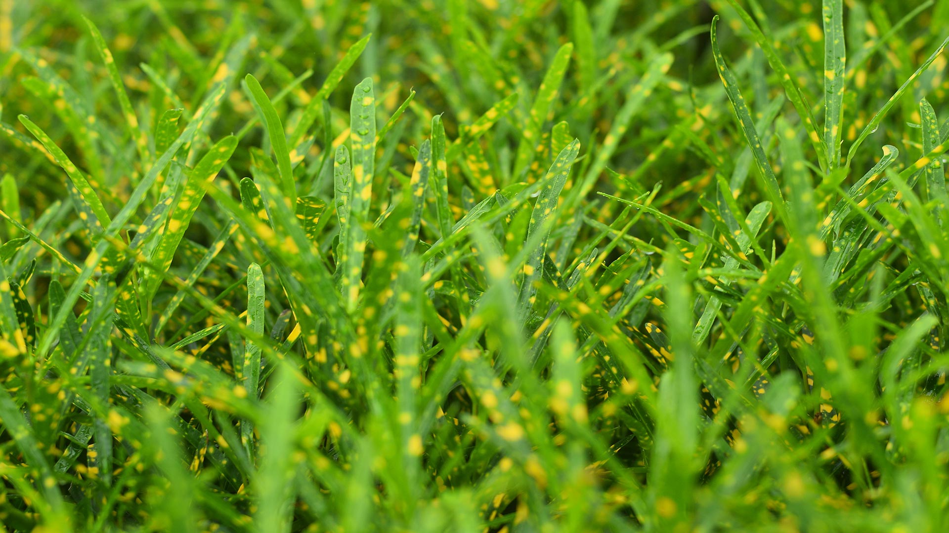 Disease lawn with leaf spot in Columbus, OH.