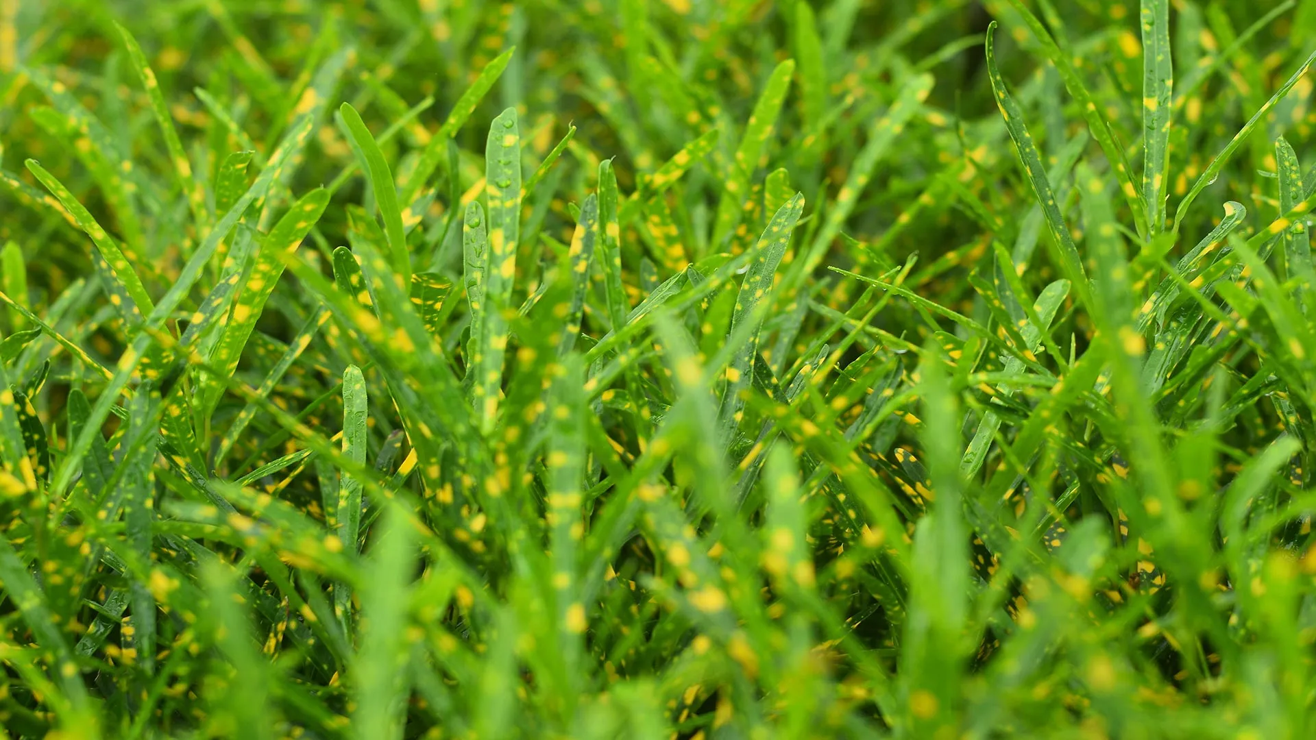 Disease lawn with leaf spot in Columbus, OH.