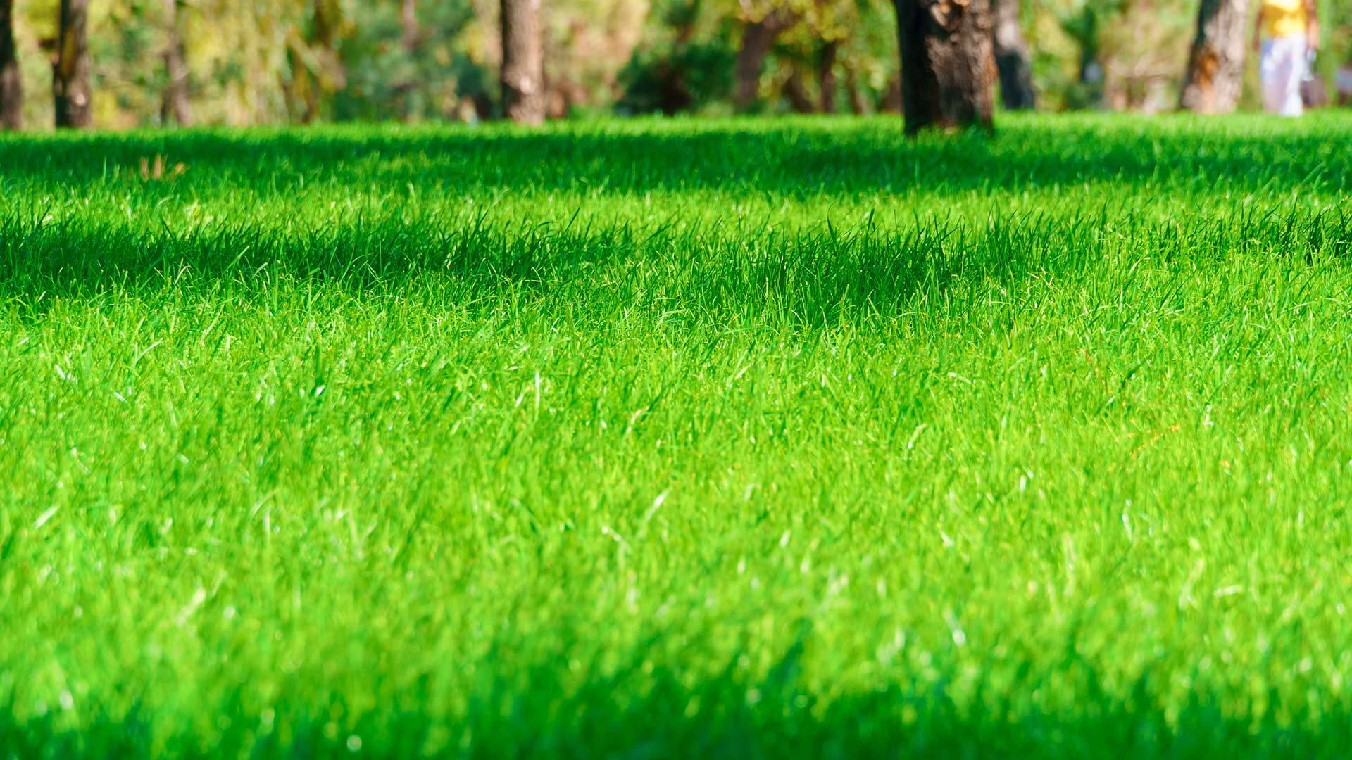 Luscious lawn after services performed in Columbus, OH.