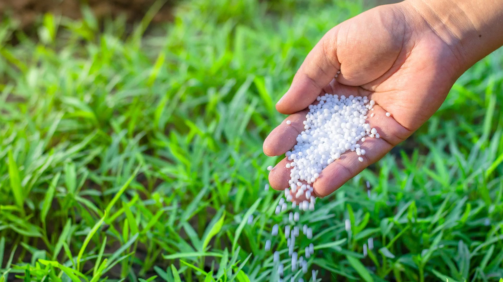 A professional pouring granular fertilizer pellets to lawn in Columbus, OH.