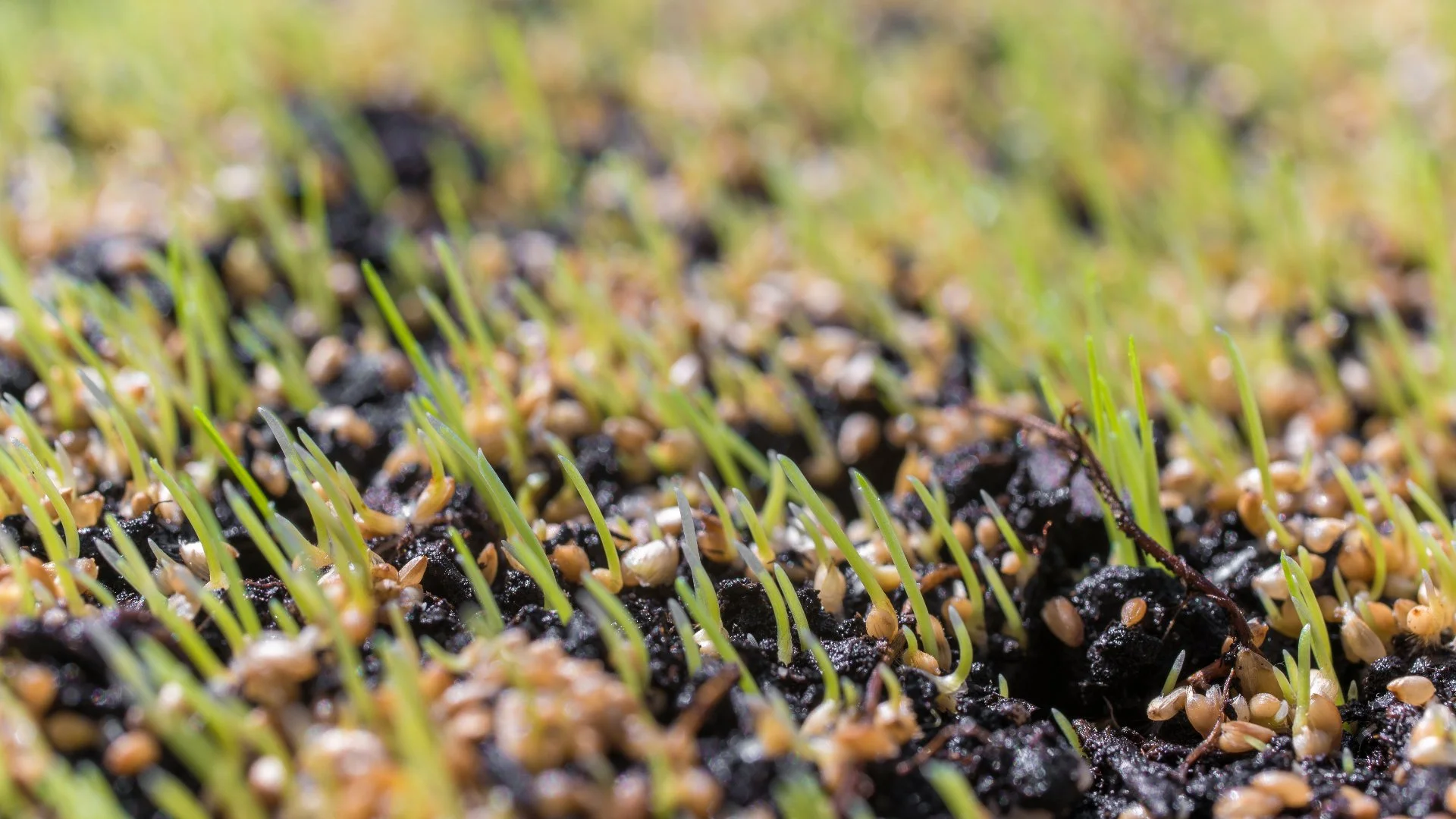 Plan On Overseeding Your Lawn in Ohio? Use This Seed Blend!