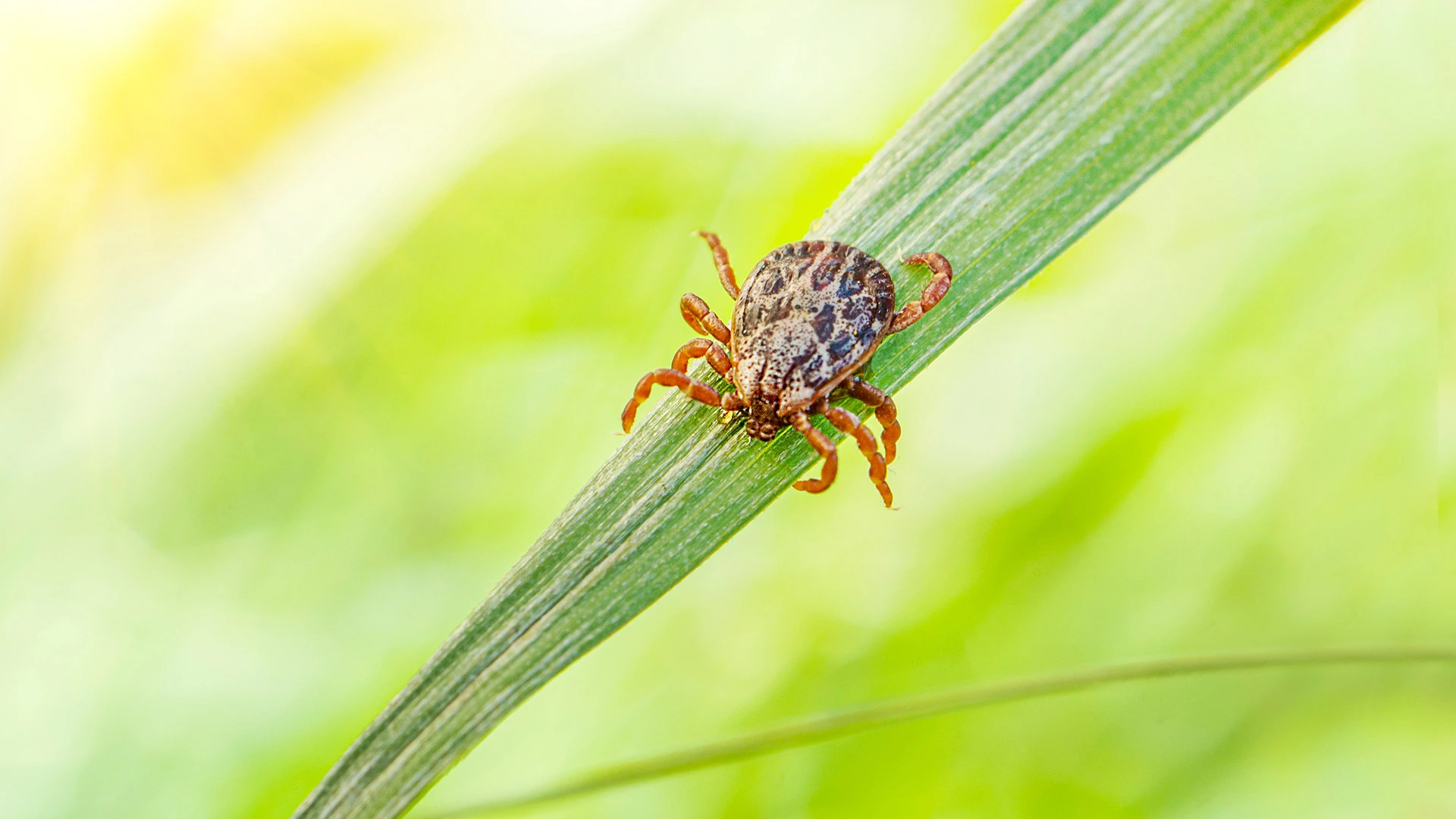 How Often Do You Need to Spray for Fleas & Ticks in Columbus, OH?