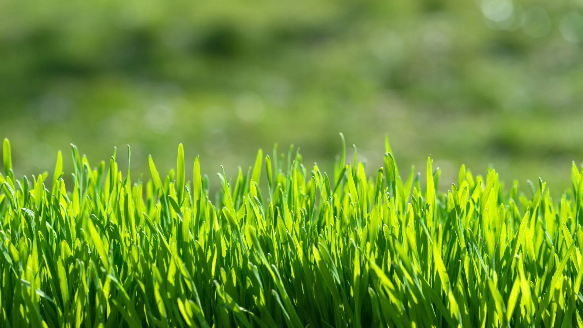 Lawn grass blades shown from a yard in Columbus, OH.