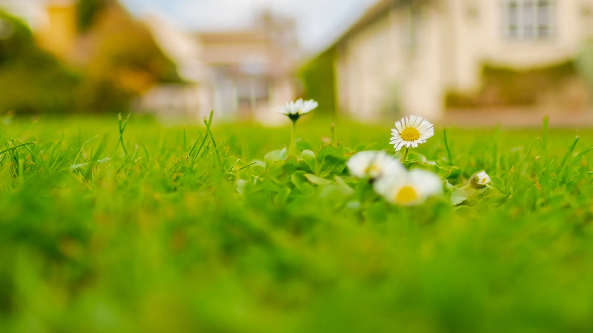 What Are Some of the Most Common Lawn Weeds in Columbus, OH?