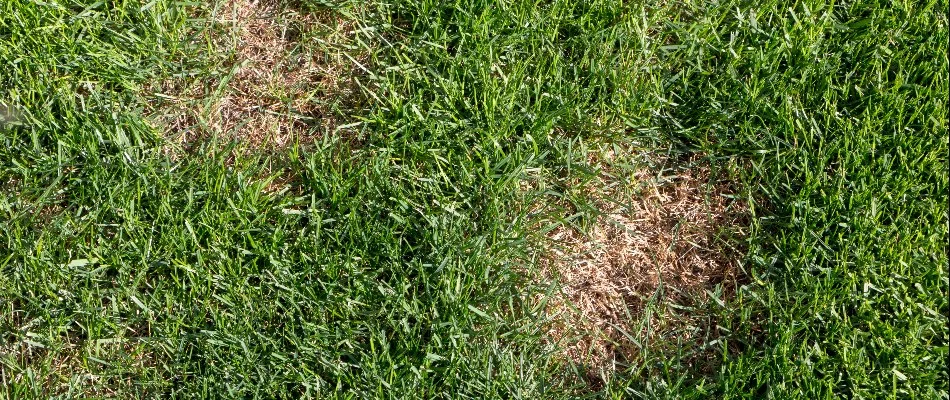 Damaged lawn in Columbus, OH, due to overfertilization.