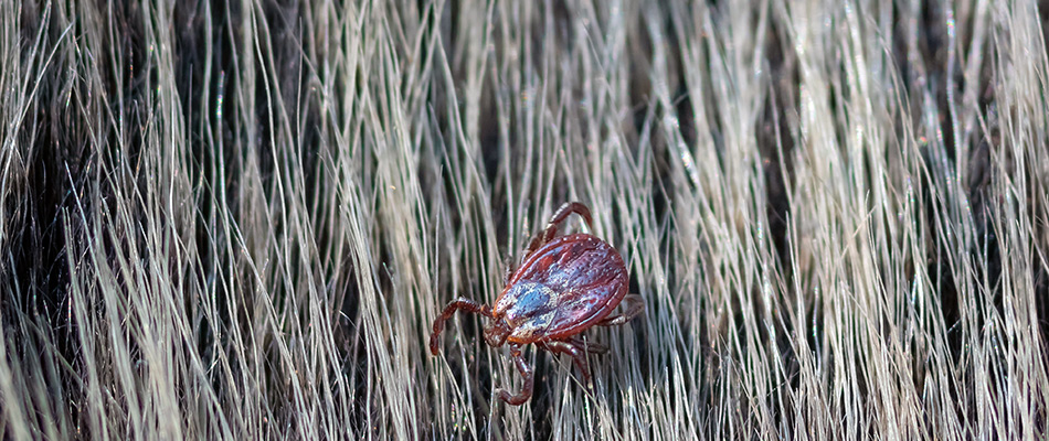 American dog tick found on homeowner's pet in Cleveland, OH.