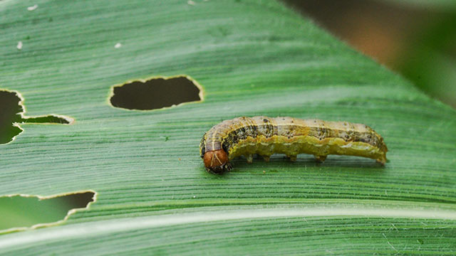 Armyworm found in client's lawn in Columbus, OH.