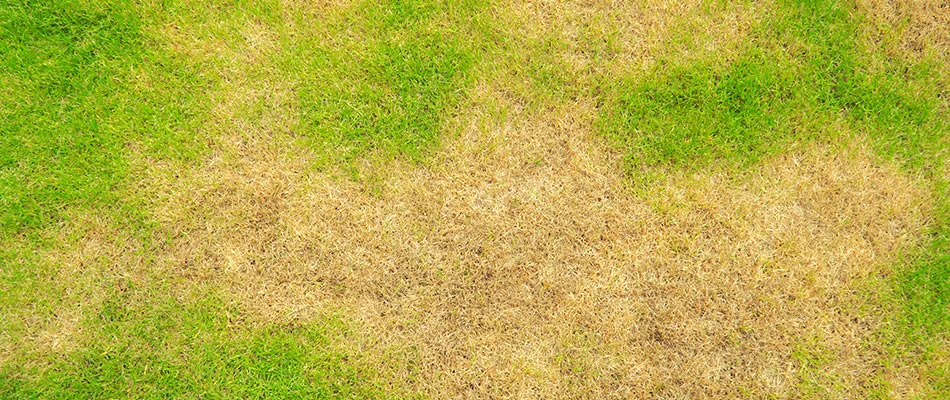 Brown patches in a lawn due to lawn spot disease in Cleveland, OH.