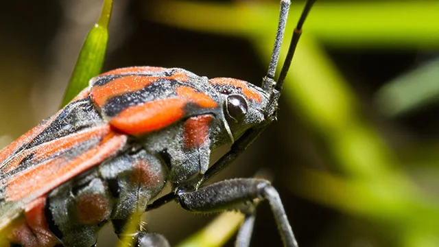 A chinch bug peaking out from lawn in Lewis Center, OH.