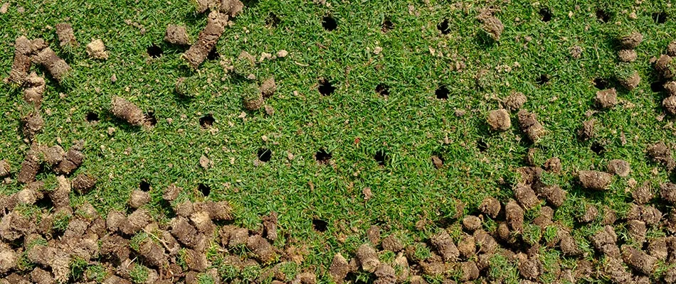 Core plugs laying beside an aerated lawn in Columbus, OH.