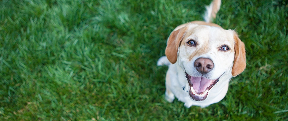 A dog in a safely treated lawn in Columbus, OH.