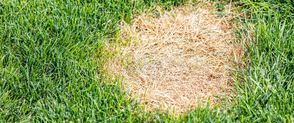 Dollar spot lawn disease found in a clients lawn in Columbus, OH.