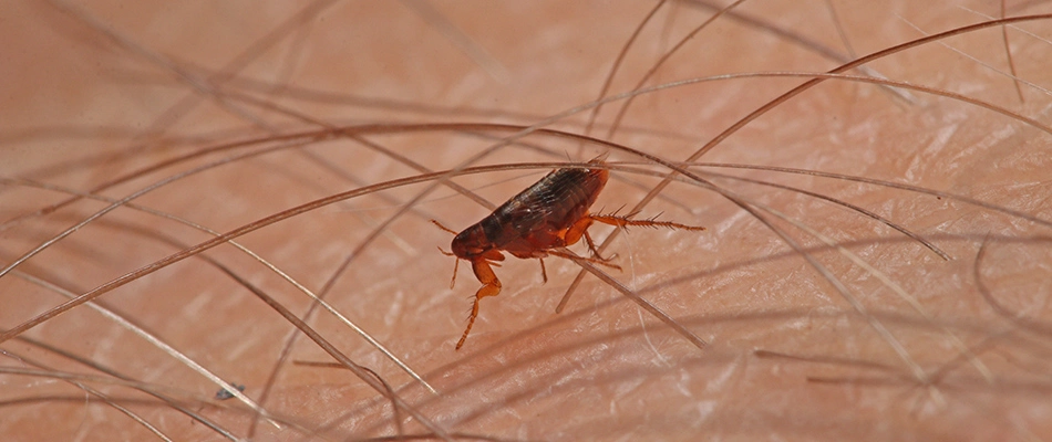 Flea found on a client's arm in Dublin, OH.