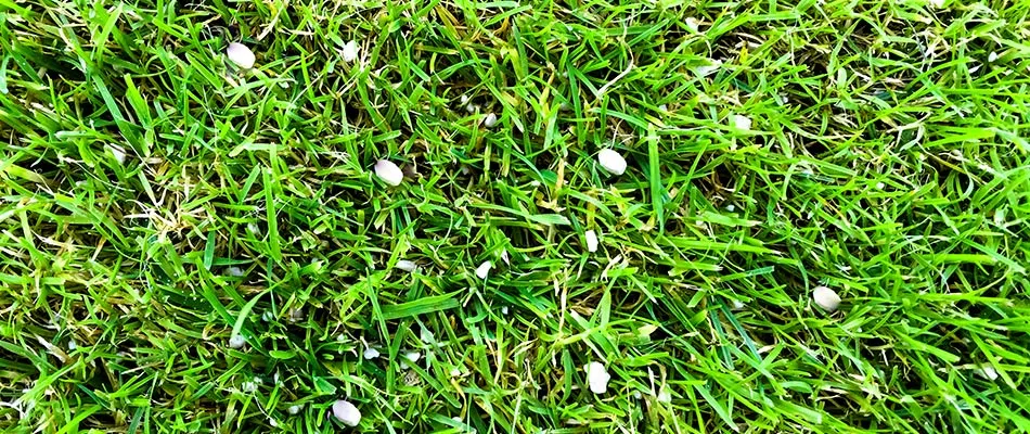 Granular fertilizer pellets in a lawn in Lewis Center, OH.