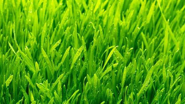 Dew drops over lawn in Columbus, OH.