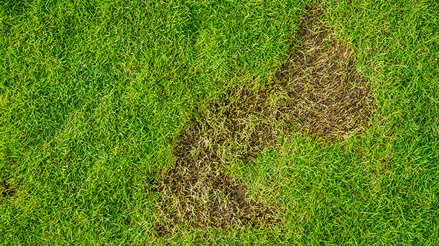 Grub damage found in a lawn in Columbus, OH.