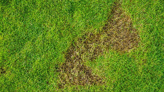 Grub damage found in a lawn in Columbus, OH.