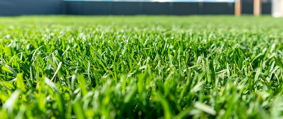 Fertilized and weed-free lawn after services performed in Grove City, OH.