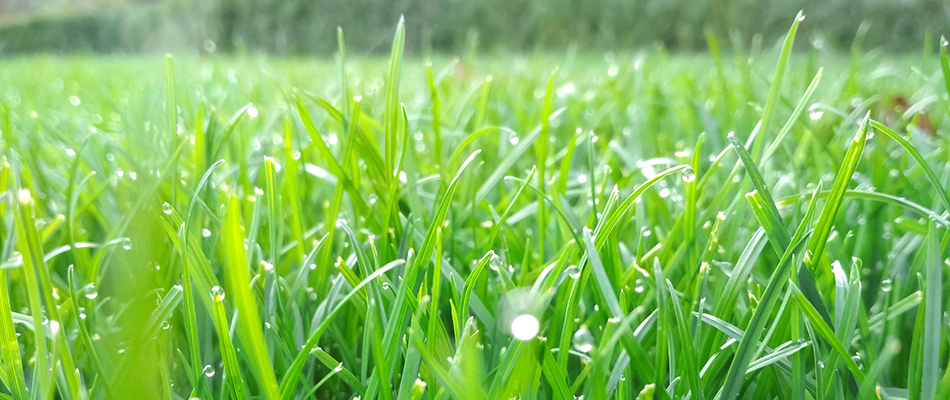 Dew drops over healthy lawn in Westerville, OH.