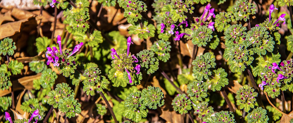 Henbit weeds growing in a lawn in Columbus, OH.