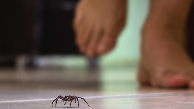 Homeowner about to step on a crawling spider in home in Columbus, OH.