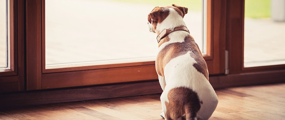 A dog waiting patiently to go outside on lawn after treatments have dried in Delaware, OH.