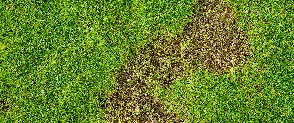Lawn with dead grass caused by the grub lawn pest in Columbus, OH.