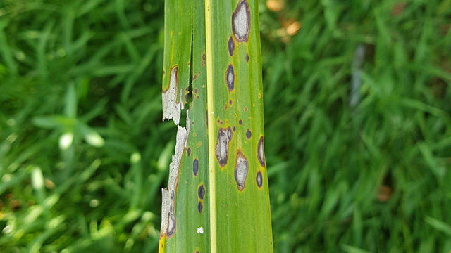 Infected grass blades with leaf spot in Columbus, OH.