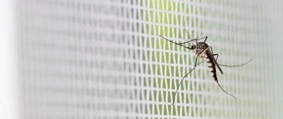 Mosquito on a screen in Hilliard, OH.