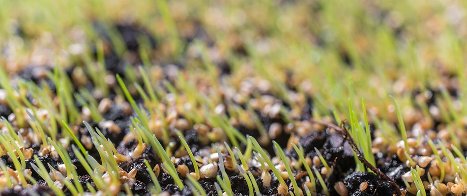 Seeds shown in lawn after overseeding service in Cleveland, OH.