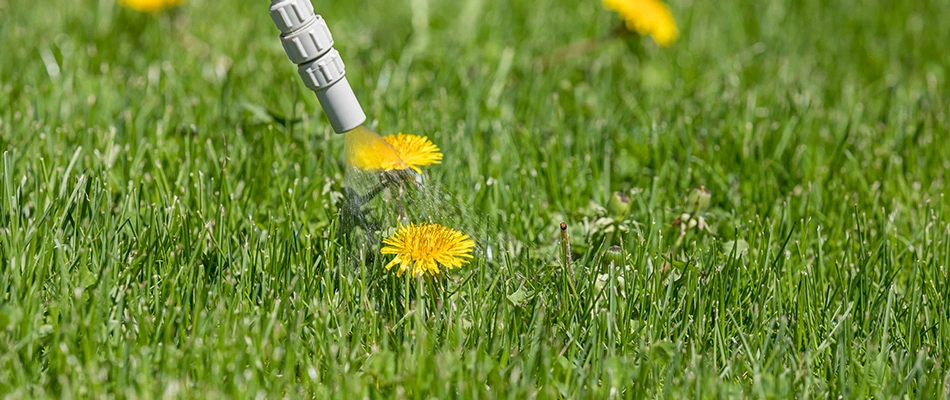 Post emergent being applied to a dandelion in a lawn in Reynoldsburg, OH.