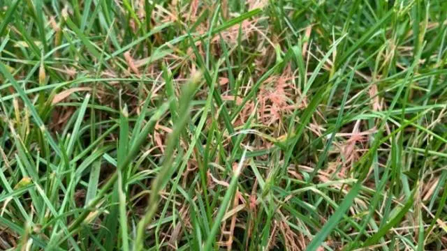 Red thread disease in lawn in Columbus, OH.