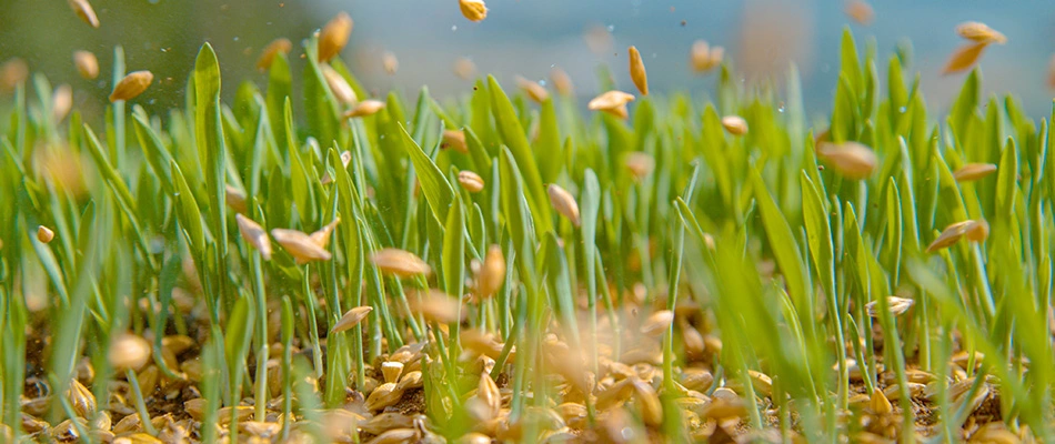 Seeds added to lawn for overseeding service in Dublin, OH.