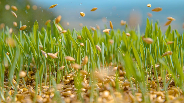 Seeds falling onto ground for service in Lewis Center, OH.